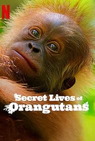 Secret Lives of Orangutans 2024 Hindi Dubbed English 480p 720p 1080p Mp4Moviez